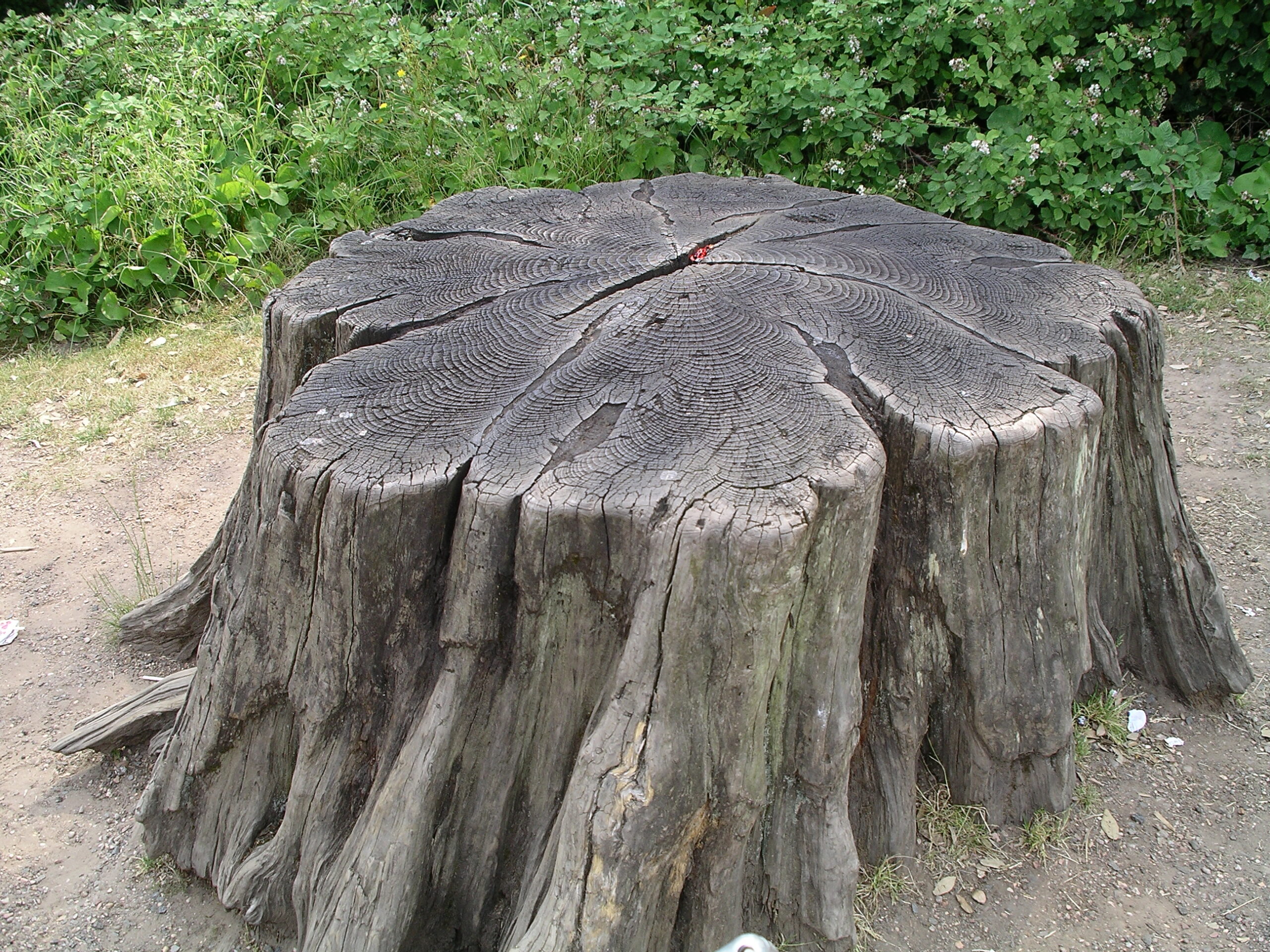Tree_stump1_30u06